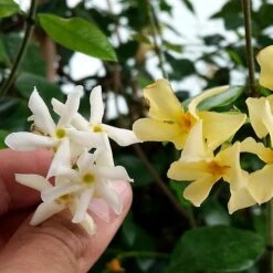 Trachelospermum Jasminoides Star Of Toscana ('Selbra') (PBR) 9 Trachelospermum Jasminoides Star Of Toscana ('Selbra') (PBR) -Garden Supplies Sales 2024 pl2000022510 card3 lg