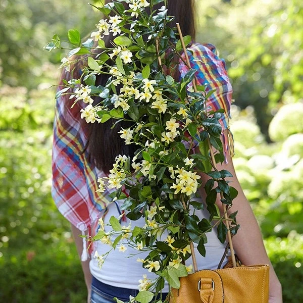 Trachelospermum Jasminoides Star Of Toscana ('Selbra') (PBR) 6 Trachelospermum Jasminoides Star Of Toscana ('Selbra') (PBR) - Image 4