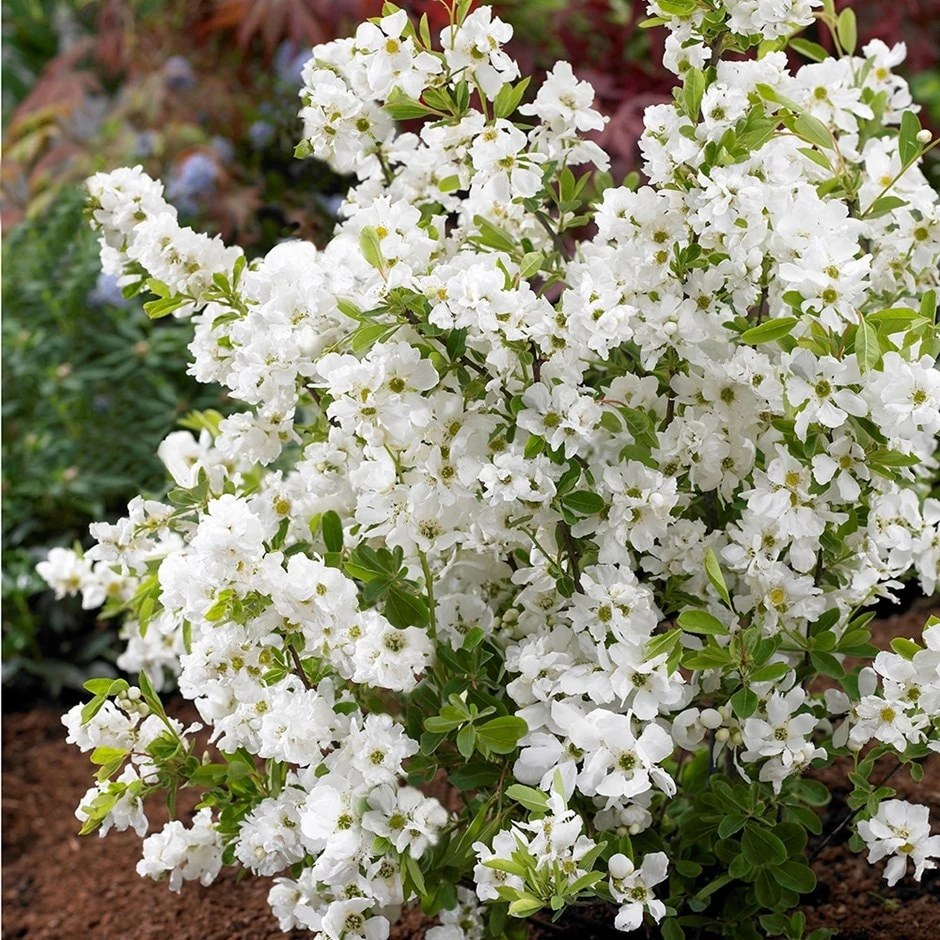 Exochorda × Macrantha 'Niagara' (PBR) 3 Exochorda × Macrantha 'Niagara' (PBR)