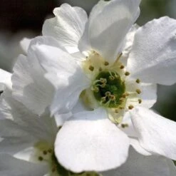 Exochorda × Macrantha 'Niagara' (PBR) 12 Exochorda × Macrantha 'Niagara' (PBR) -Garden Supplies Sales 2024 pl2000023499 card2 lg