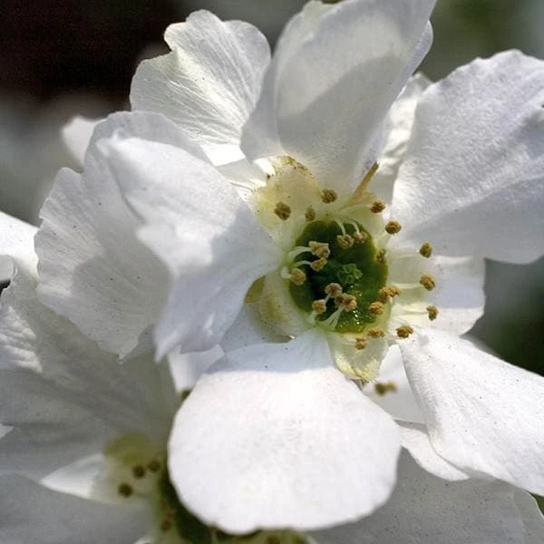 Exochorda × Macrantha 'Niagara' (PBR) 4 Exochorda × Macrantha 'Niagara' (PBR) - Image 2