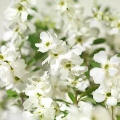 Exochorda × Macrantha 'Niagara' (PBR) 13 Exochorda × Macrantha 'Niagara' (PBR) -Garden Supplies Sales 2024 pl2000023499 card3 lg