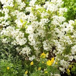Exochorda × Macrantha 'Niagara' (PBR) 14 Exochorda × Macrantha 'Niagara' (PBR) -Garden Supplies Sales 2024 pl2000023499 card4 lg