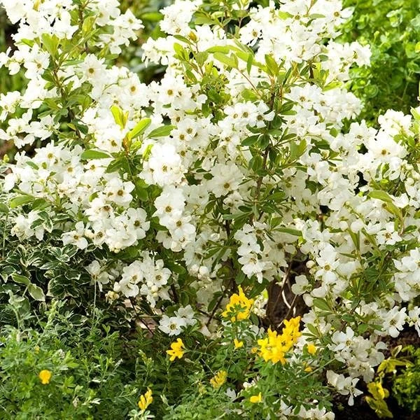 Exochorda × Macrantha 'Niagara' (PBR) 6 Exochorda × Macrantha 'Niagara' (PBR) - Image 4