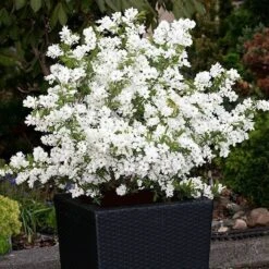 Exochorda × Macrantha 'Niagara' (PBR) 15 Exochorda × Macrantha 'Niagara' (PBR) -Garden Supplies Sales 2024 pl2000023499 card5 lg