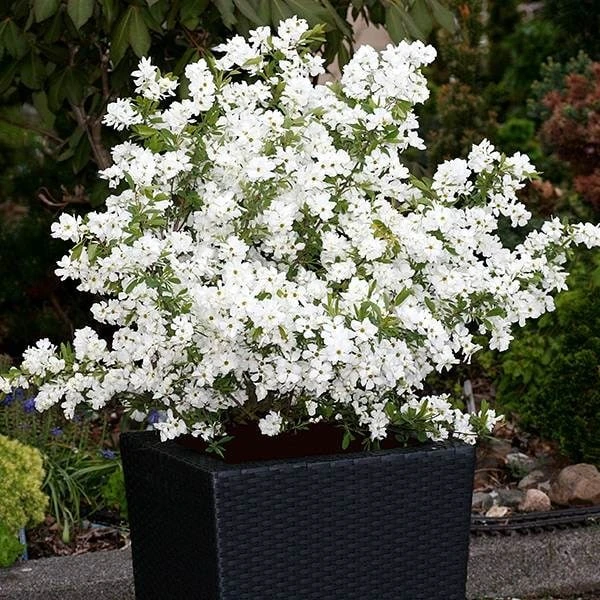 Exochorda × Macrantha 'Niagara' (PBR) 7 Exochorda × Macrantha 'Niagara' (PBR) - Image 5