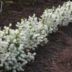 Exochorda × Macrantha 'Niagara' (PBR) 16 Exochorda × Macrantha 'Niagara' (PBR) -Garden Supplies Sales 2024 pl2000023499 card6 lg