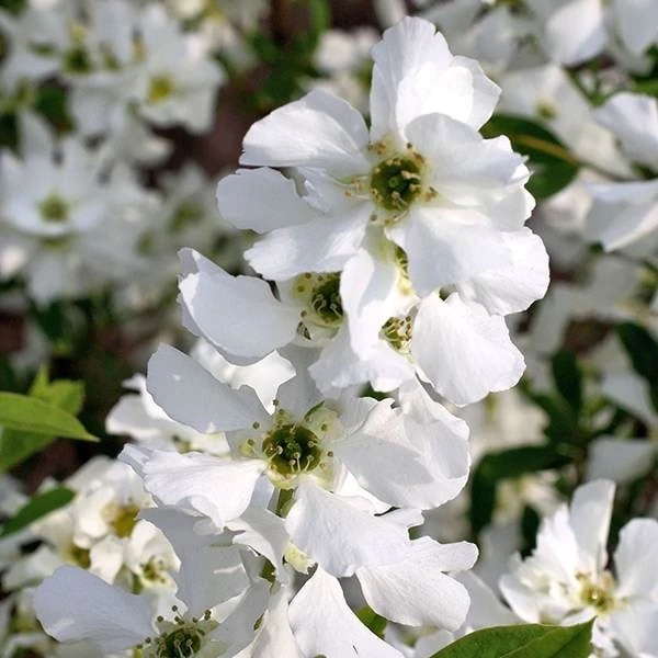 Exochorda × Macrantha 'Niagara' (PBR) 9 Exochorda × Macrantha 'Niagara' (PBR) - Image 7