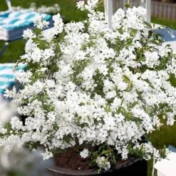 Exochorda × Macrantha 'Niagara' (PBR) 18 Exochorda × Macrantha 'Niagara' (PBR) -Garden Supplies Sales 2024 pl2000023499 card8 lg