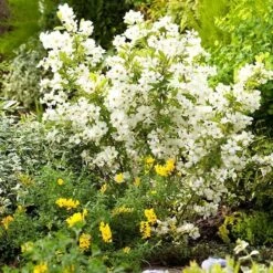 Exochorda × Macrantha 'Niagara' (PBR) 19 Exochorda × Macrantha 'Niagara' (PBR) -Garden Supplies Sales 2024 pl2000023499 card9 lg