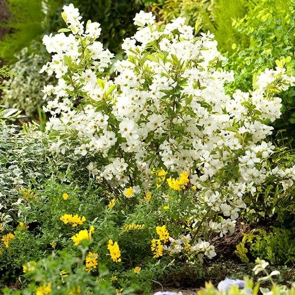 Exochorda × Macrantha 'Niagara' (PBR) 11 Exochorda × Macrantha 'Niagara' (PBR) - Image 9