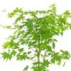 Acer Palmatum Going Green ('Sonkootgre') (PBR) 1 Acer Palmatum Going Green ('Sonkootgre') (PBR) -Garden Supplies Sales 2024 pl2000023636