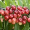 Cherry 'Sweetheart' -Garden Supplies Sales 2024 pl2000023644