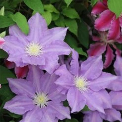 Clematis 'H.F. Young'