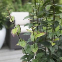 Parrotia Persica Persian Spire ('JLPN01') (PBR) -Garden Supplies Sales 2024 pl2000023845 card3 lg