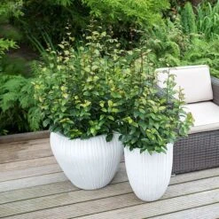 Parrotia Persica Persian Spire ('JLPN01') (PBR) -Garden Supplies Sales 2024 pl2000023845 card4 lg