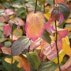 Parrotia Persica Persian Spire ('JLPN01') (PBR) -Garden Supplies Sales 2024 pl2000023845 card5 lg