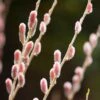 Salix Gracilistyla 'Mount Aso' -Garden Supplies Sales 2024 pl2000023853