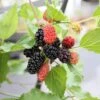 Dwarf Mulberry Mojo Berry ('Matsunaga') (PBR) 1 Dwarf Mulberry Mojo Berry ('Matsunaga') (PBR) -Garden Supplies Sales 2024 pl2000023873
