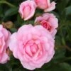 Rosa Happy Retirement ('Tantoras') (PBR) 1 Rosa Happy Retirement ('Tantoras') (PBR) -Garden Supplies Sales 2024 pl2000023897