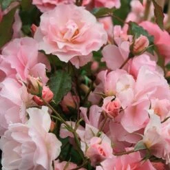 Rosa Happy Retirement ('Tantoras') (PBR) 7 Rosa Happy Retirement ('Tantoras') (PBR) -Garden Supplies Sales 2024 pl2000023897 card3 lg