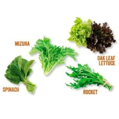 Kitchen Salad Garden Kit -Garden Supplies Sales 2024 pl2000023931 card3 lg