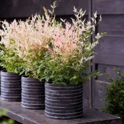 Nandina Domestica 'Twilight' (PBR) -Garden Supplies Sales 2024 pl2000024683 card3 lg