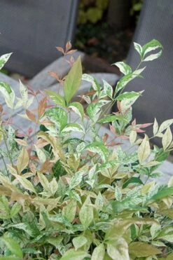 Nandina Domestica 'Twilight' (PBR) -Garden Supplies Sales 2024 pl2000024683 card4 lg