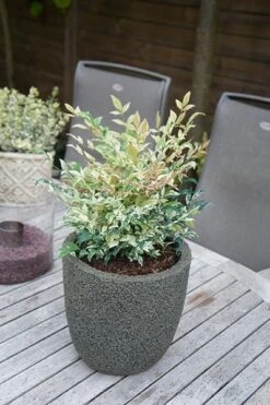 Nandina Domestica 'Twilight' (PBR) -Garden Supplies Sales 2024 pl2000024683 card5 lg