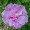 Hibiscus Syriacus Lavender Chiffon ('Notwoodone') (PBR) (Chiffon Series) -Garden Supplies Sales 2024 pl2000024738