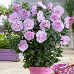 Hibiscus Syriacus Lavender Chiffon ('Notwoodone') (PBR) (Chiffon Series) -Garden Supplies Sales 2024 pl2000024738 card3 lg