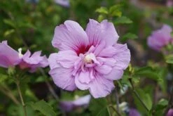 Hibiscus Syriacus Lavender Chiffon ('Notwoodone') (PBR) (Chiffon Series) -Garden Supplies Sales 2024 pl2000024738 card4 lg