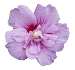 Hibiscus Syriacus Lavender Chiffon ('Notwoodone') (PBR) (Chiffon Series) -Garden Supplies Sales 2024 pl2000024738 card5 lg