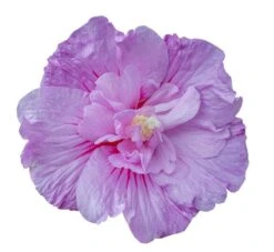 Hibiscus Syriacus Lavender Chiffon ('Notwoodone') (PBR) (Chiffon Series) -Garden Supplies Sales 2024 pl2000024738 card6 lg