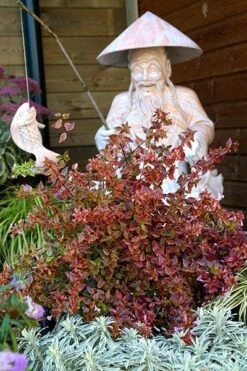 Abelia × Grandiflora Sunshine Daydream ('Abelops') (PBR) -Garden Supplies Sales 2024 pl2000024744 card4 lg