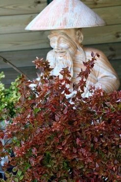 Abelia × Grandiflora Sunshine Daydream ('Abelops') (PBR) -Garden Supplies Sales 2024 pl2000024744 card5 lg