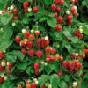 Strawberry Climbing 'Mount Everest' -Garden Supplies Sales 2024 pl2000024791
