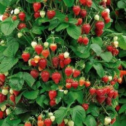 Strawberry Climbing 'Mount Everest'