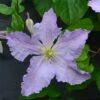 Clematis 'Blue Angel'