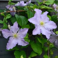 Clematis 'Blue Angel' -Garden Supplies Sales 2024 pl2000024818 card3 lg