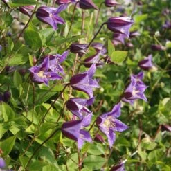 Clematis Prince William ('Zo08171') (PBR) -Garden Supplies Sales 2024 pl2000024906 card4 lg