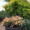 Weigela All Summer Peach ('Slingpink') (PBR) (All Summer Series) -Garden Supplies Sales 2024 pl2000024916 card2