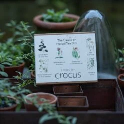 Herbal Teas Seed Gift Box -Garden Supplies Sales 2024 pl2000024986 card3 lg