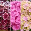 Hydrangea Macrophylla You & Me Together ('Youmefive') (PBR) -Garden Supplies Sales 2024 pl2000025156