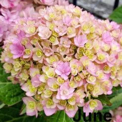 Hydrangea Macrophylla You & Me Together ('Youmefive') (PBR) -Garden Supplies Sales 2024 pl2000025156 card3 lg