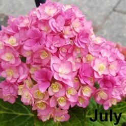Hydrangea Macrophylla You & Me Together ('Youmefive') (PBR) -Garden Supplies Sales 2024 pl2000025156 card4 lg