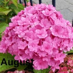 Hydrangea Macrophylla You & Me Together ('Youmefive') (PBR) -Garden Supplies Sales 2024 pl2000025156 card5 lg