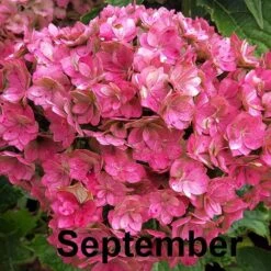 Hydrangea Macrophylla You & Me Together ('Youmefive') (PBR) -Garden Supplies Sales 2024 pl2000025156 card6 lg