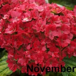 Hydrangea Macrophylla You & Me Together ('Youmefive') (PBR) -Garden Supplies Sales 2024 pl2000025156 card8 lg