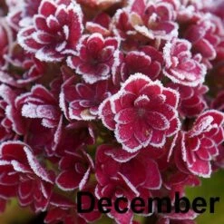 Hydrangea Macrophylla You & Me Together ('Youmefive') (PBR) -Garden Supplies Sales 2024 pl2000025156 card9 lg